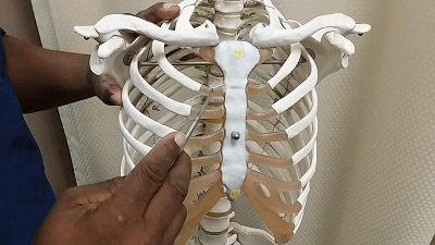 擔心鼻整形假體透光、發(fā)紅、移位？了解下自體軟骨