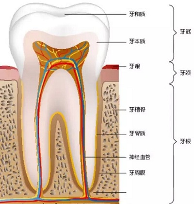 做牙齒矯正 ，真的要趁早！